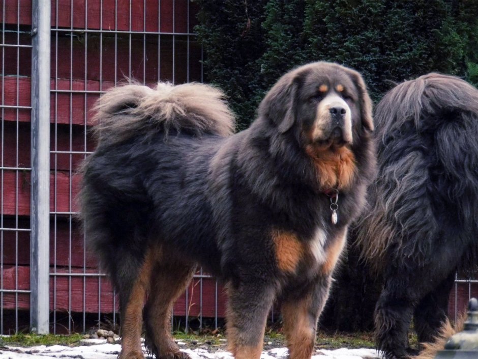 Тибетский мастиф великан