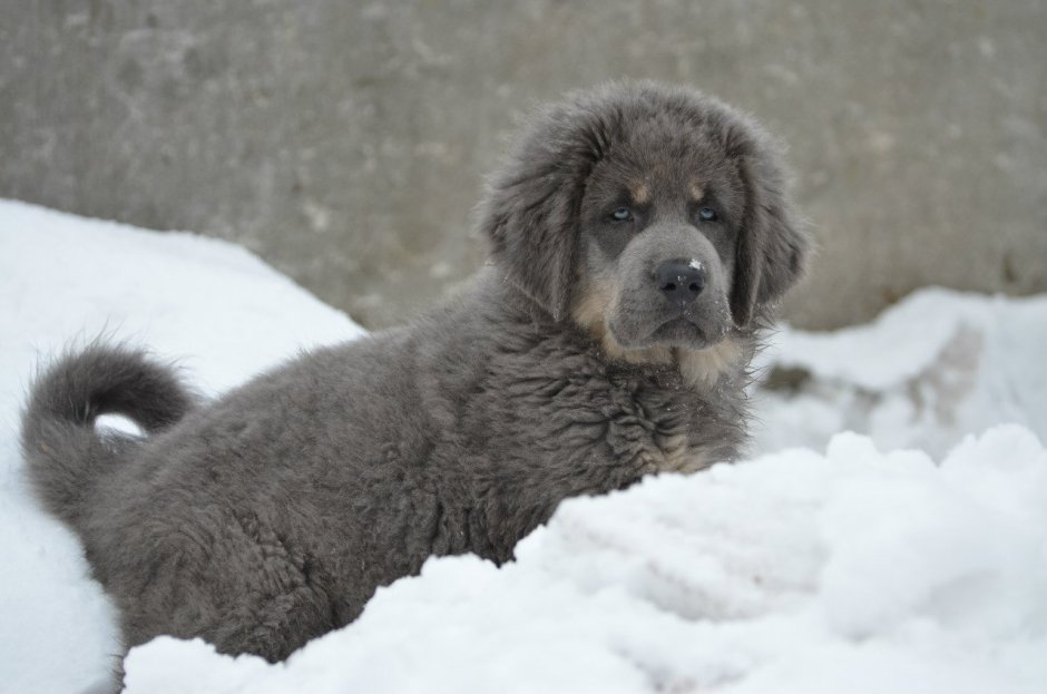 Голубой тибетский мастиф