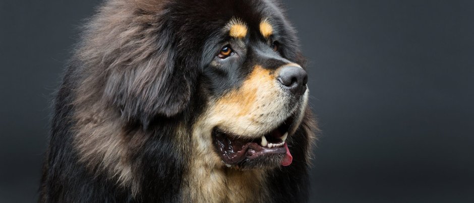 Тибетский мастиф свирепый