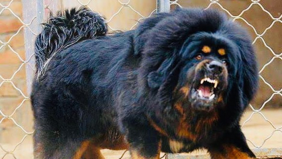 Тибетский мастиф