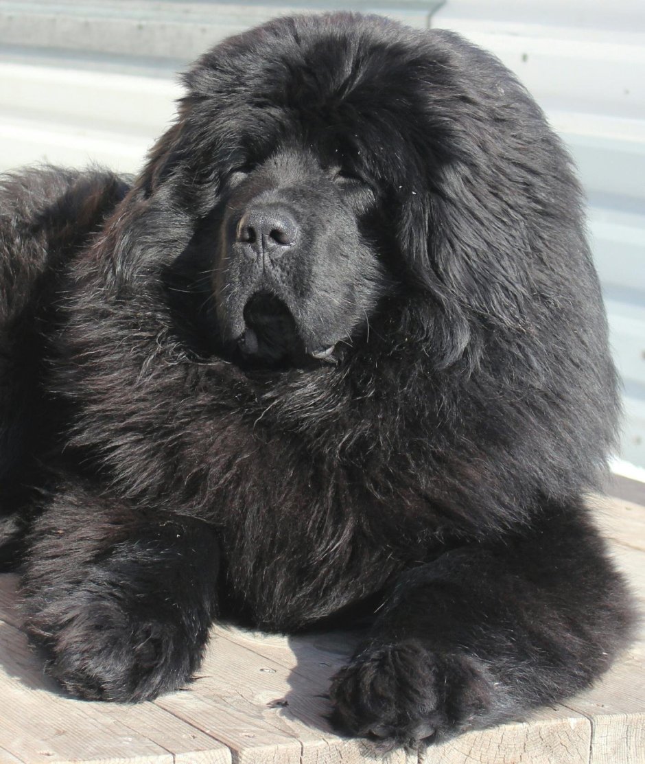 Тибетский мастиф серый