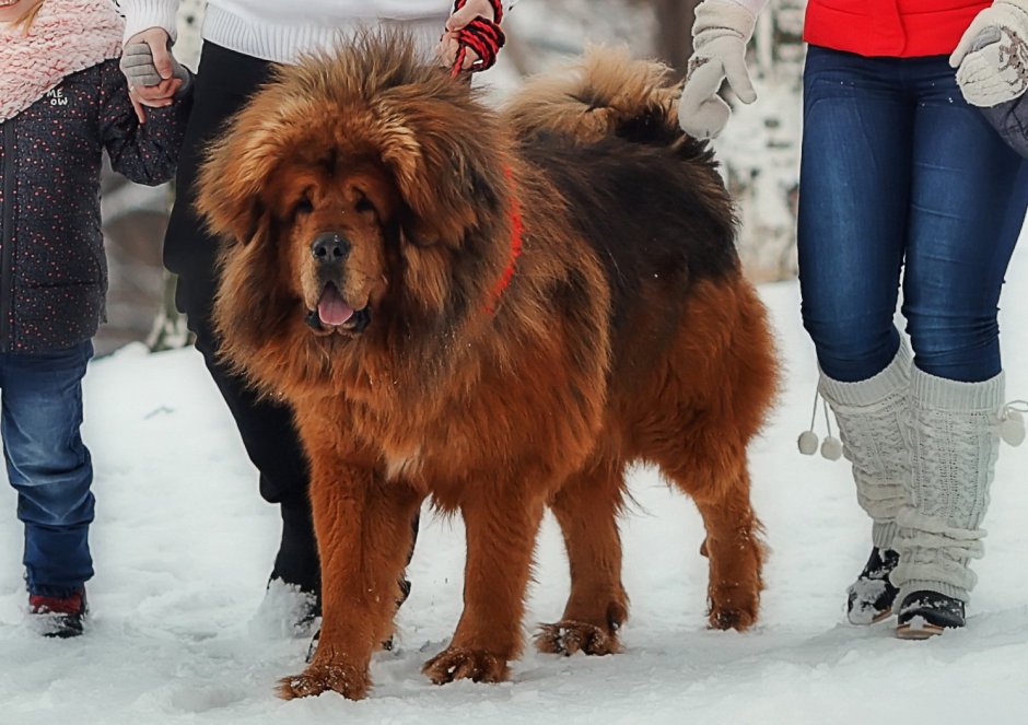 Собаки породы тибетский мастиф характеристики