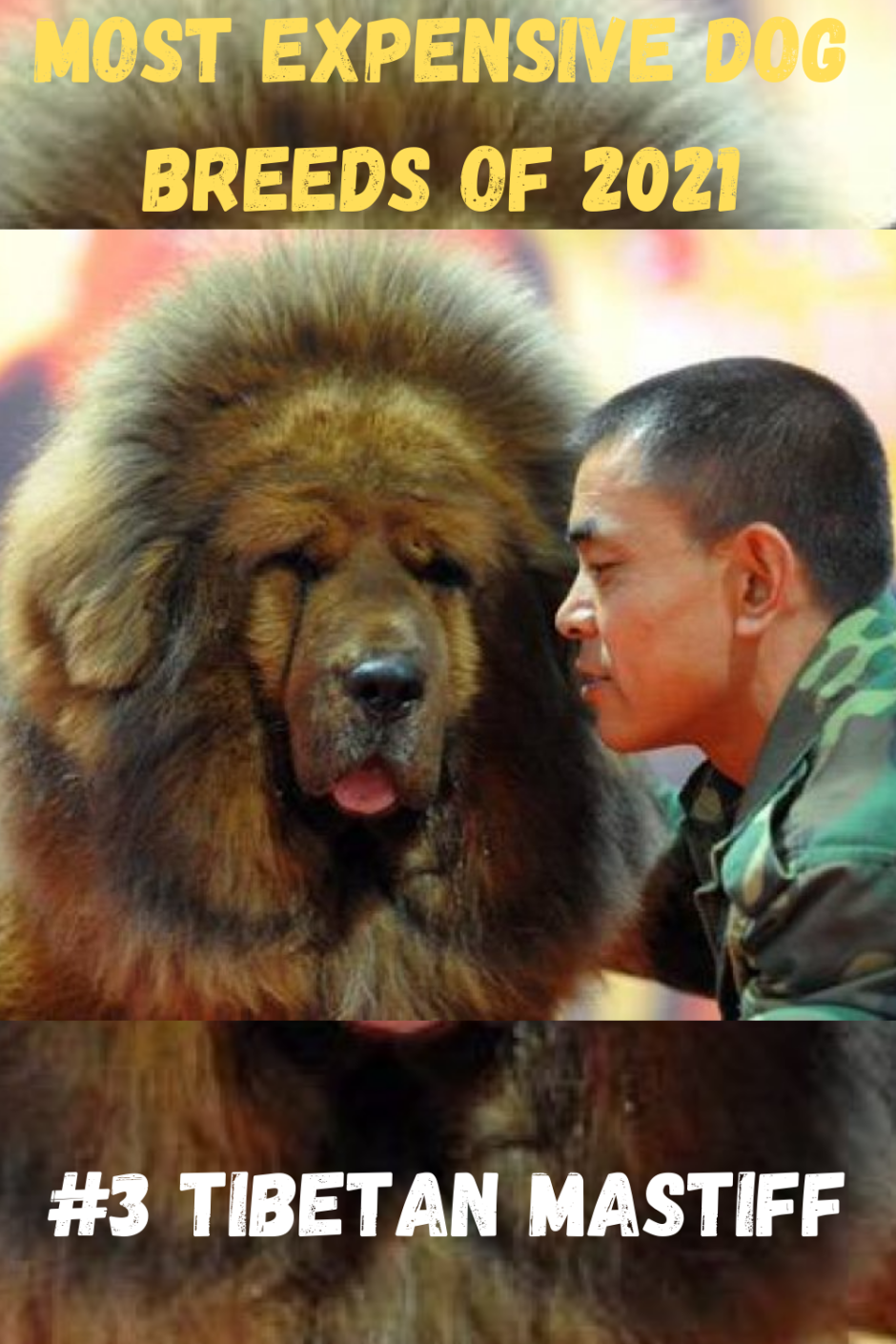 Тибетский мастиф Хонг Донг