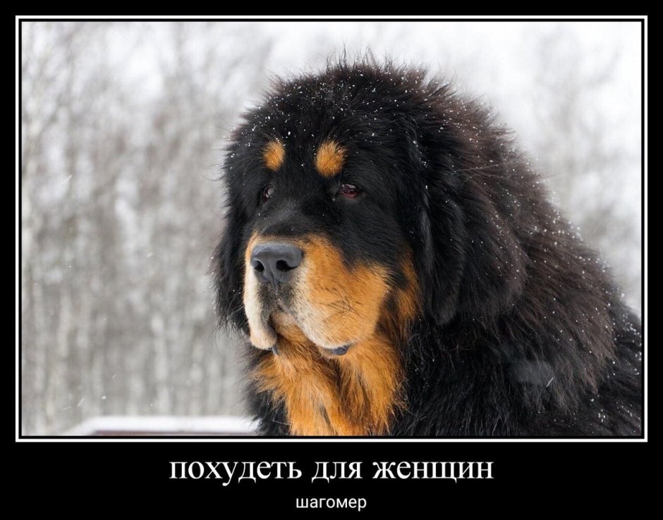 Тибетский мастиф Европейский