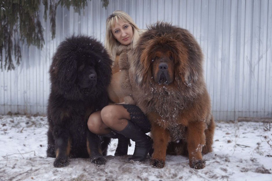 Тибетский мастиф серый