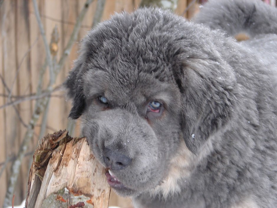 Тибетский мастиф серый