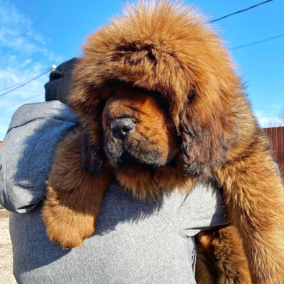 Тибетский мастиф