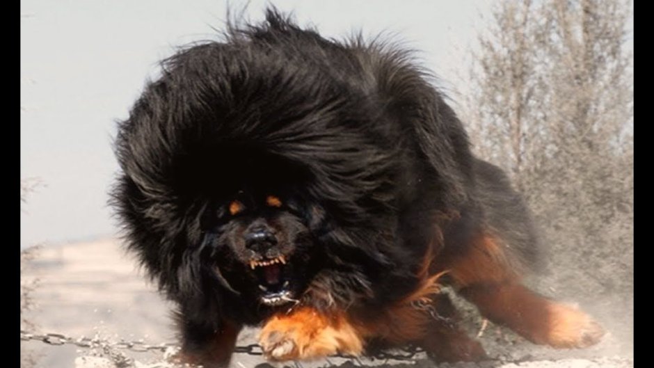 Тибетский мастиф арт