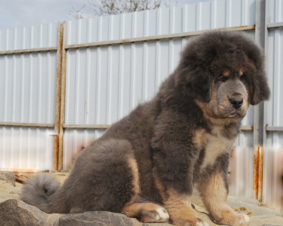 Голубой тибетский мастиф