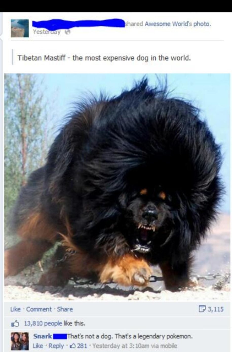 Тибетский мастиф