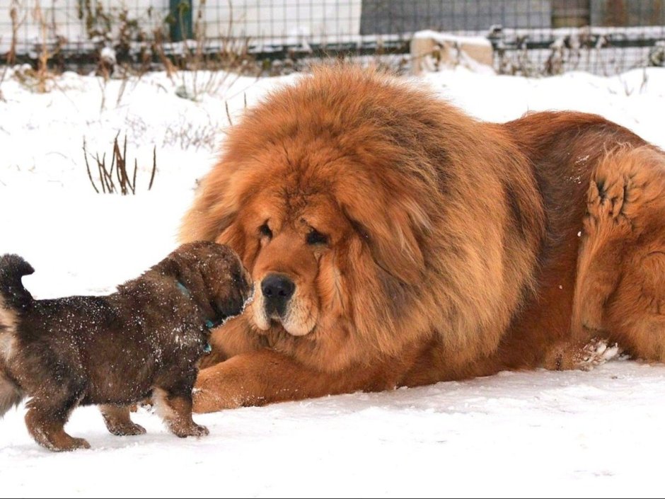 Чау-чау и тибетский мастиф