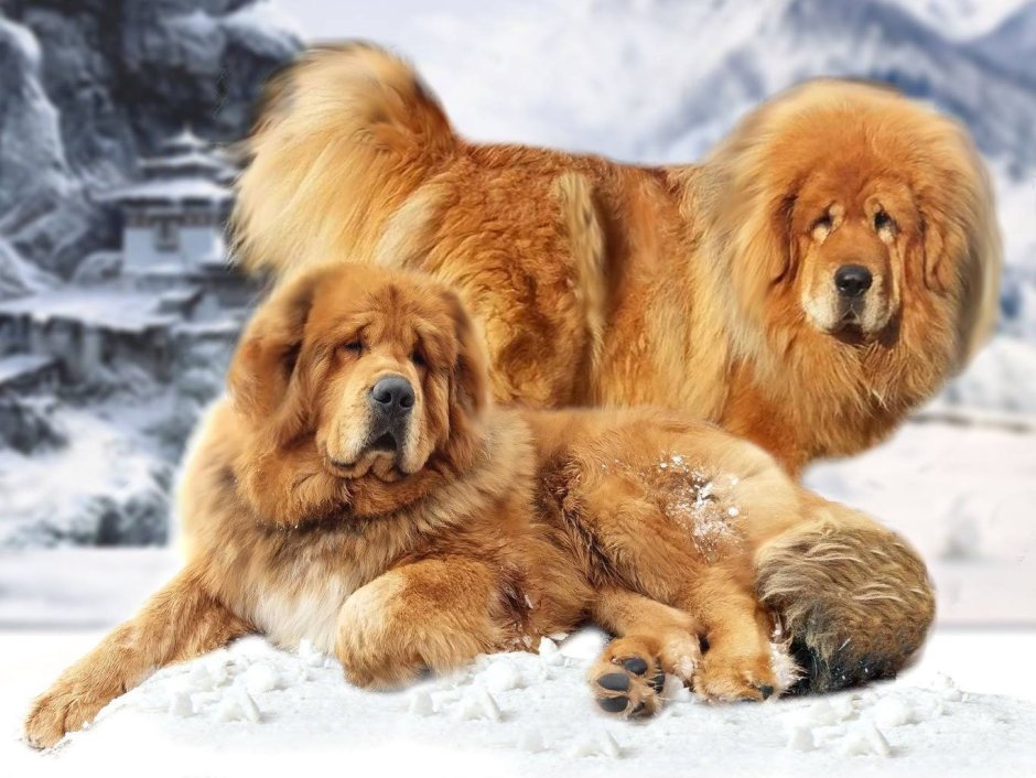 Тибетский мастиф великан