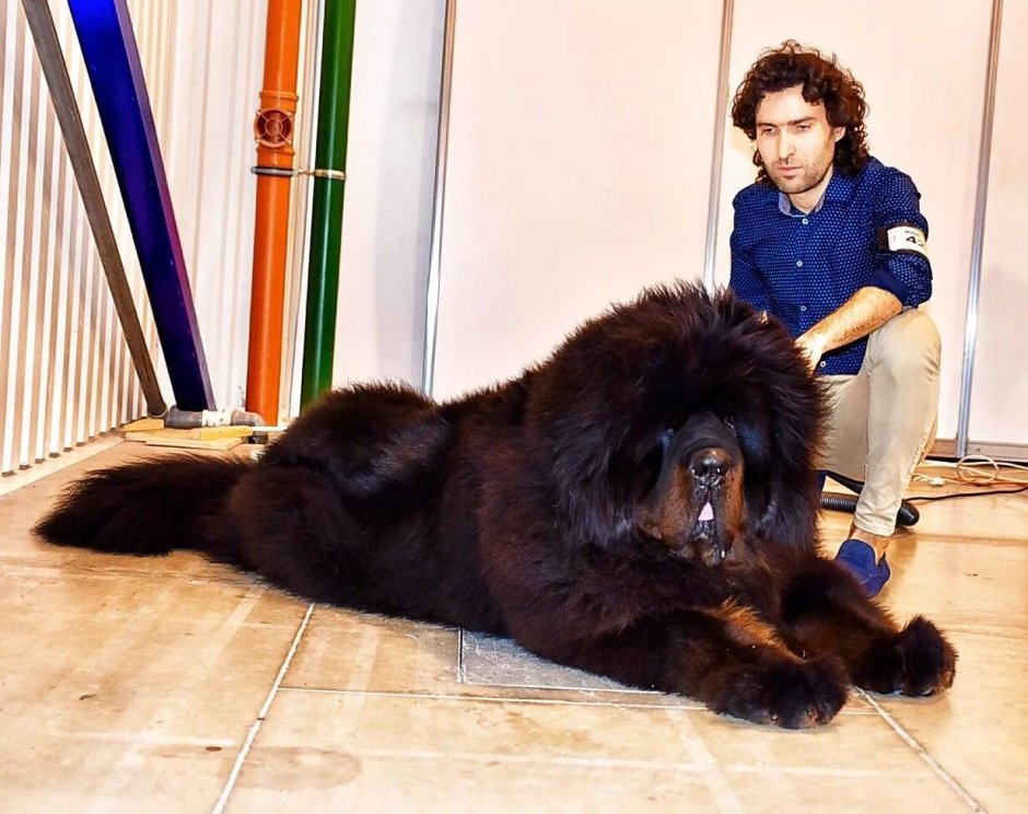 Тибетский мастиф рост и вес по месяцам таблица