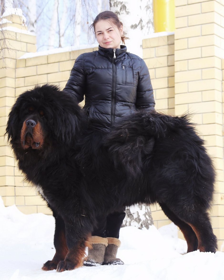 Тибетский ньюфаундленд