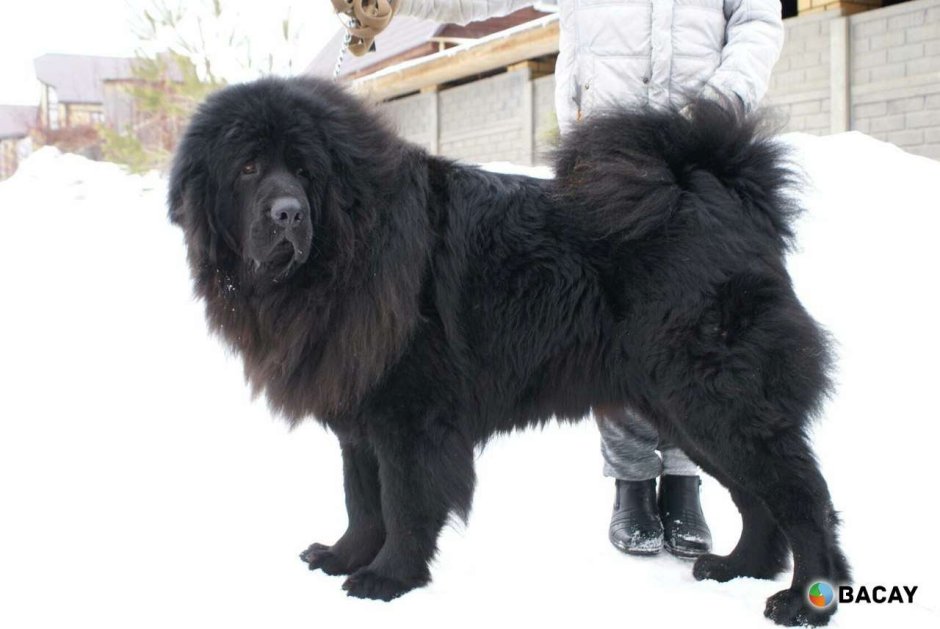 Презентация помета тибетский мастиф