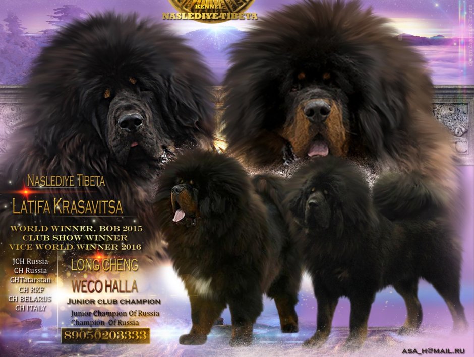 Тибетский мастиф в монастыре