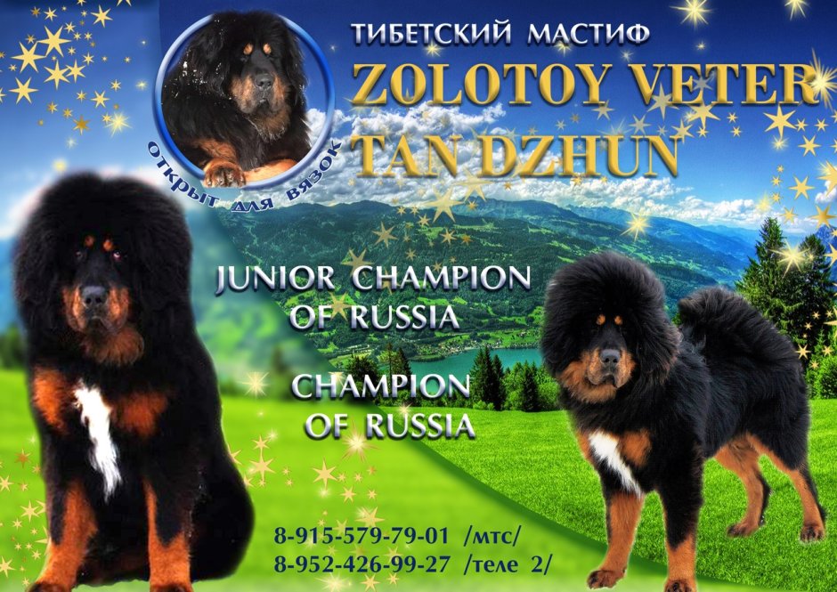 Tibetan Mastiff Angry