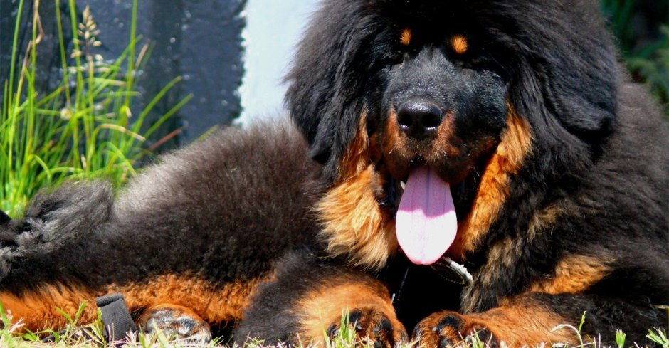 Тибетский мастиф охотничья порода