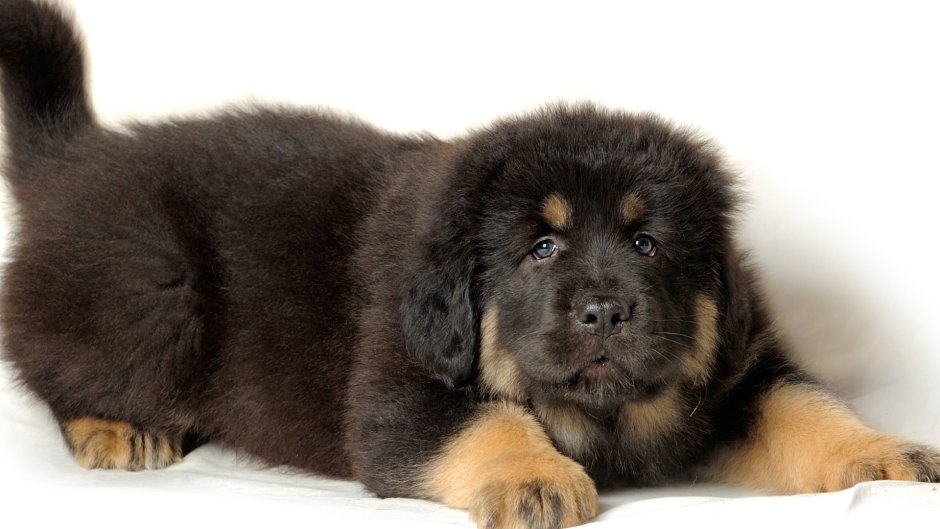 Тибетский мастиф и алабай