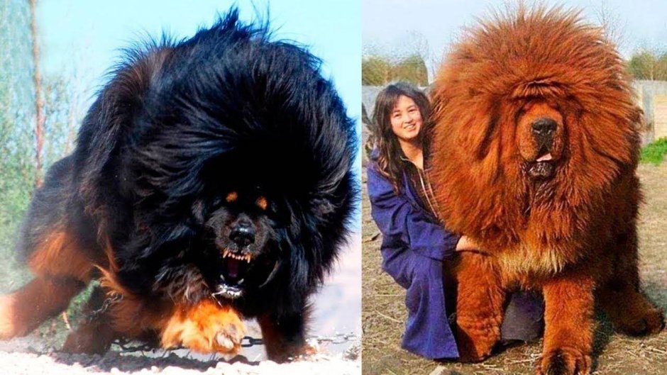 Тибетский мастиф