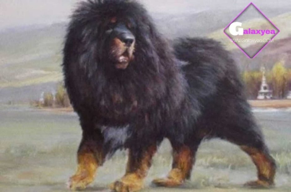 Тибетский мастиф великан