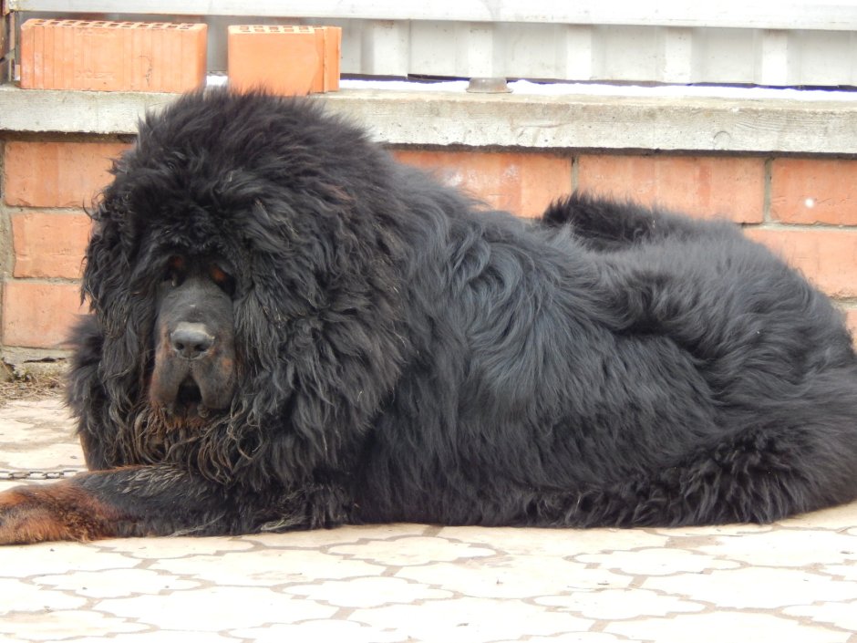 Тибетский мастиф