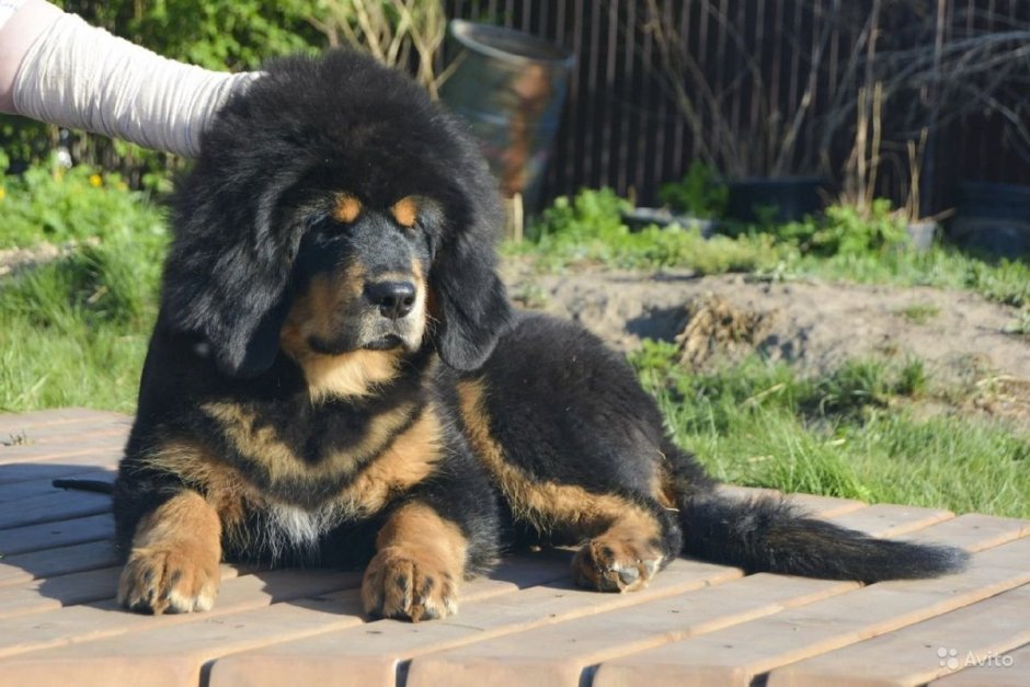 Пенис тибетского мастифа