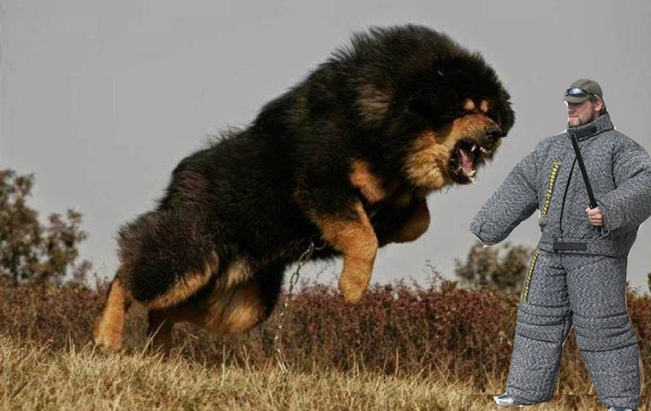 Тибетский мастиф большой