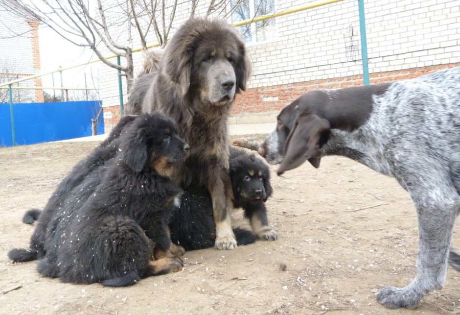 Тибетский мастиф