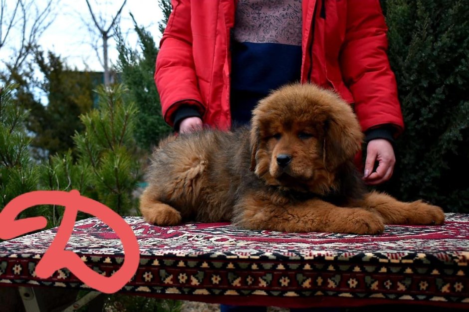 Тибетский мастиф и волкодав