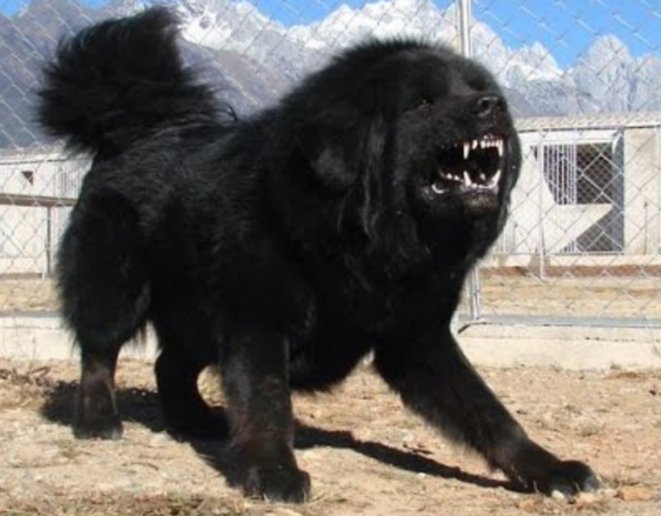 Тибетский мастиф