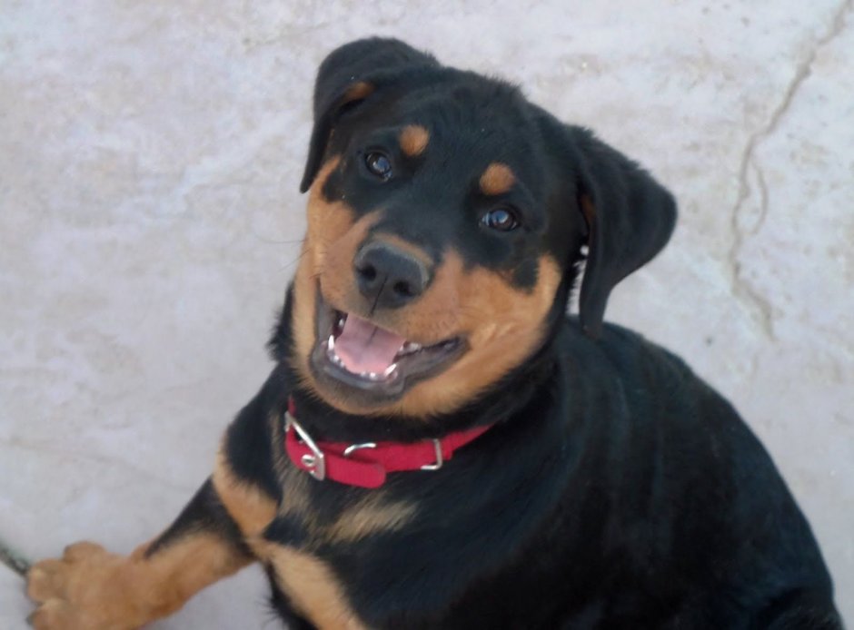 Rottweiler Attack