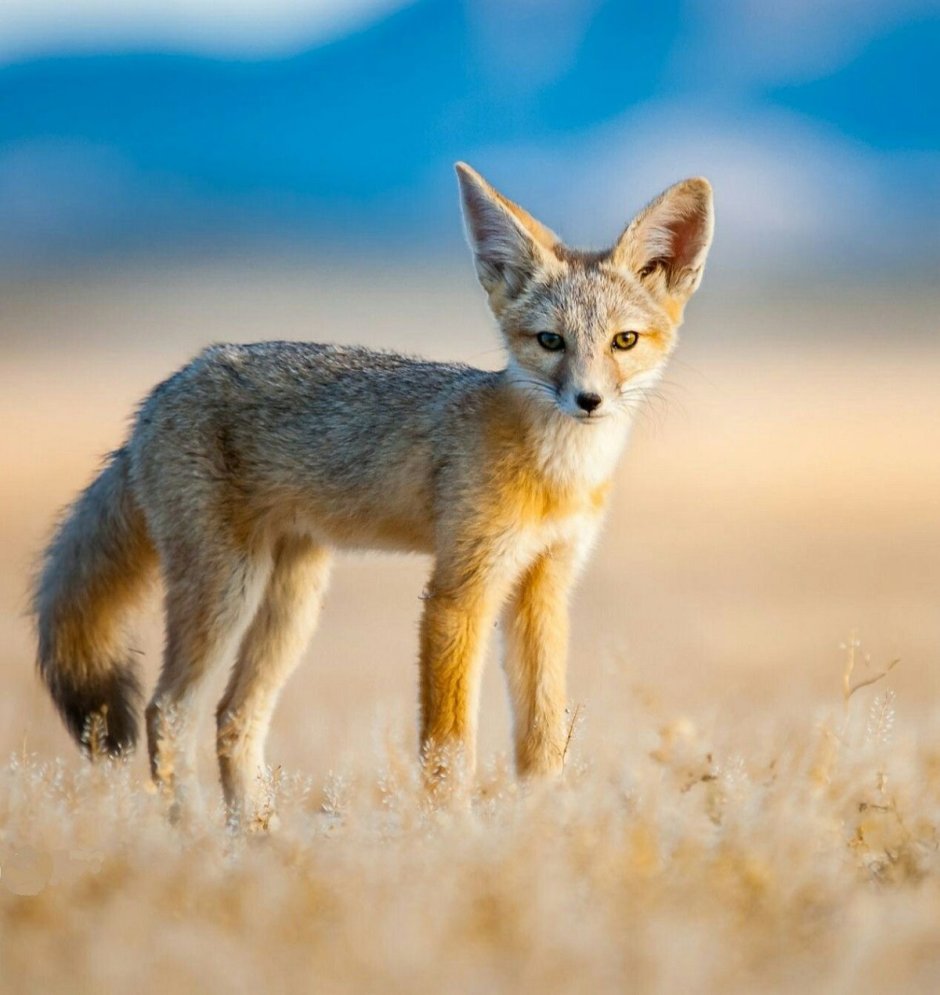 Африканская лисица Vulpes pallida