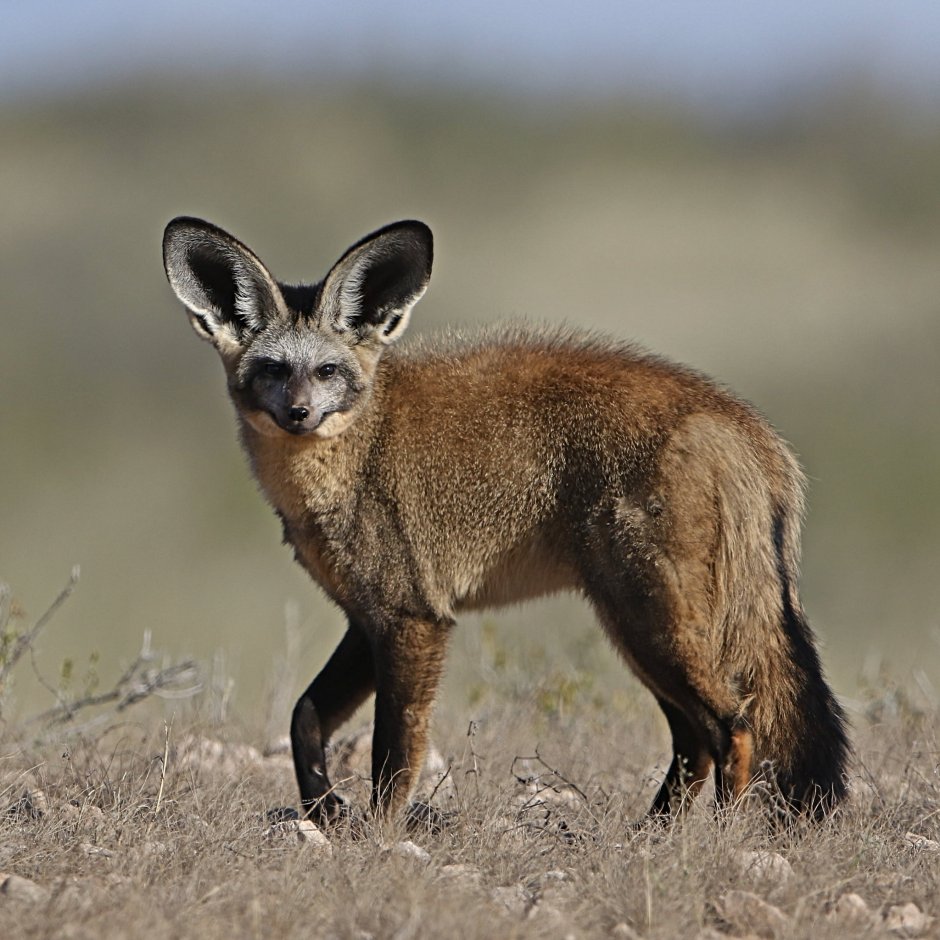 Otocyon megalotis