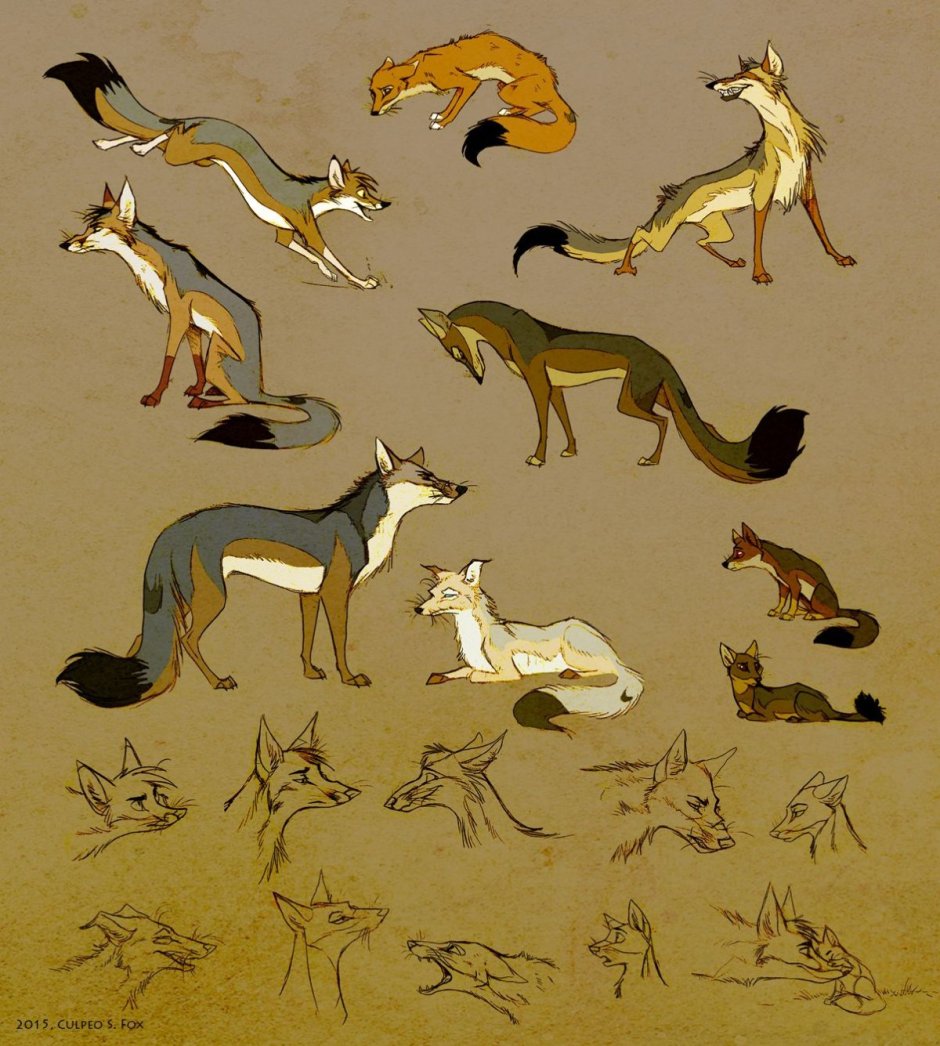 Лисы арт Culpeo Fox