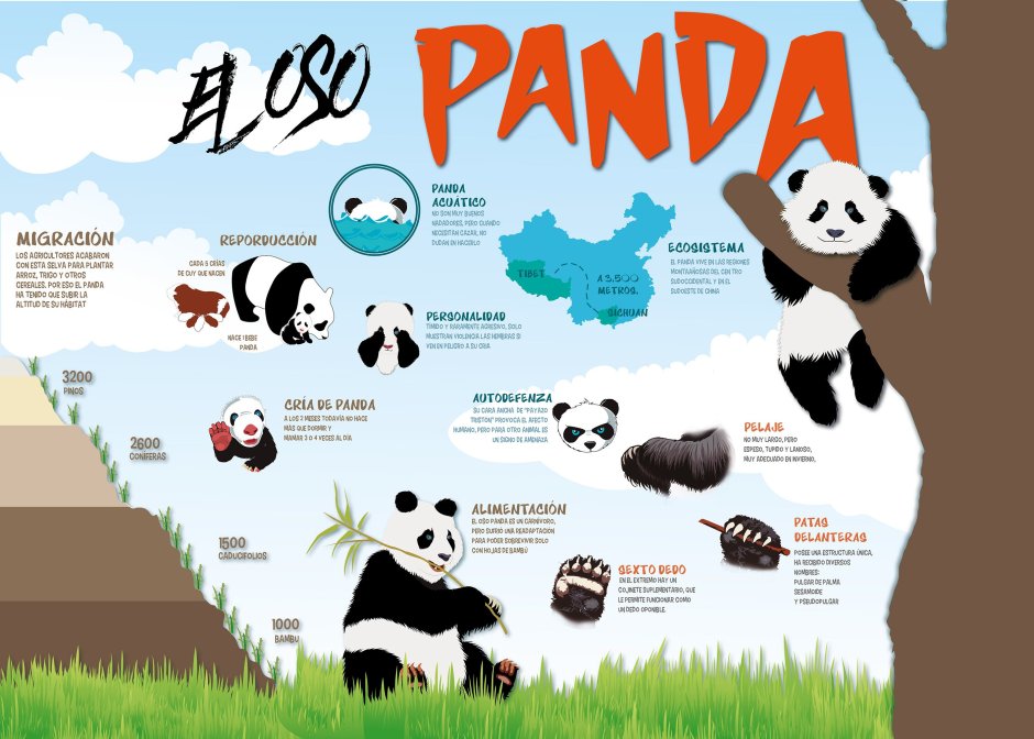 Panda facts