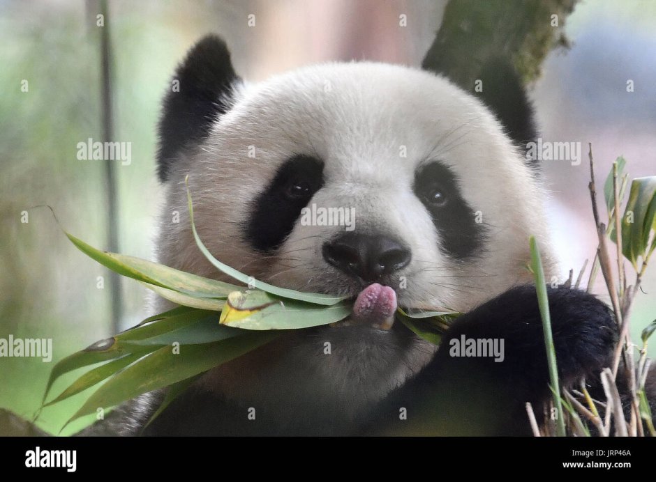 Panda National Park