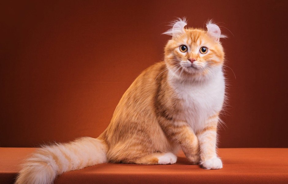 Манчкин кошка рыжая