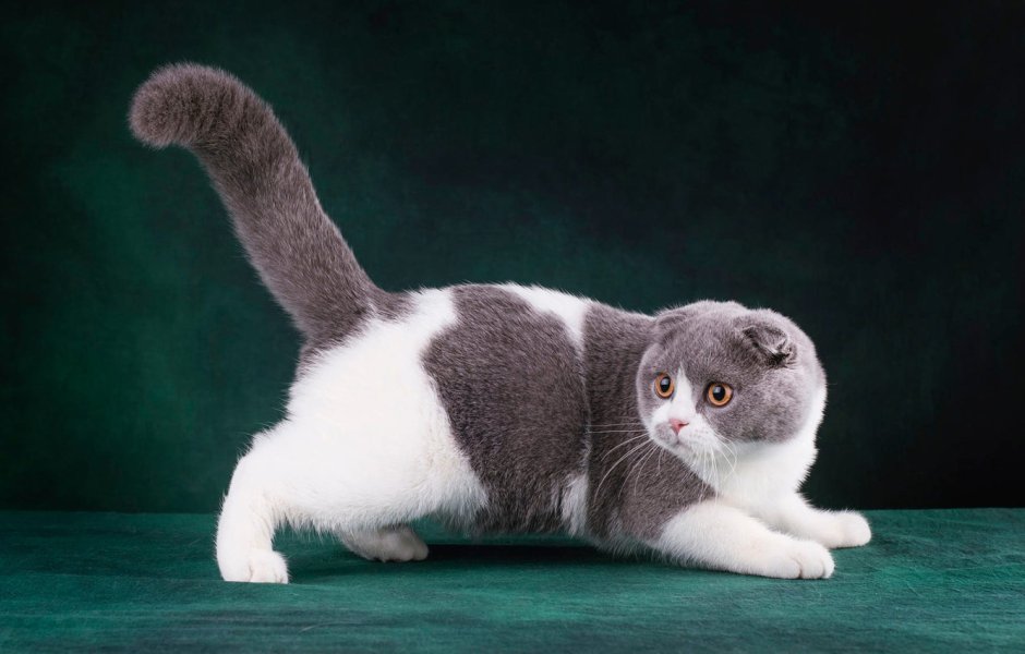 Кот Манчкин вислоухий
