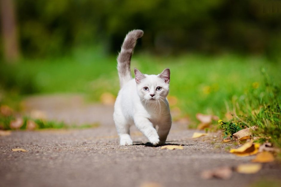 Munchkin Kitten
