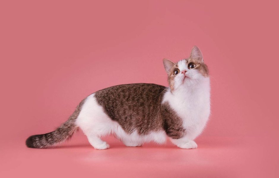 Манчкин кошка