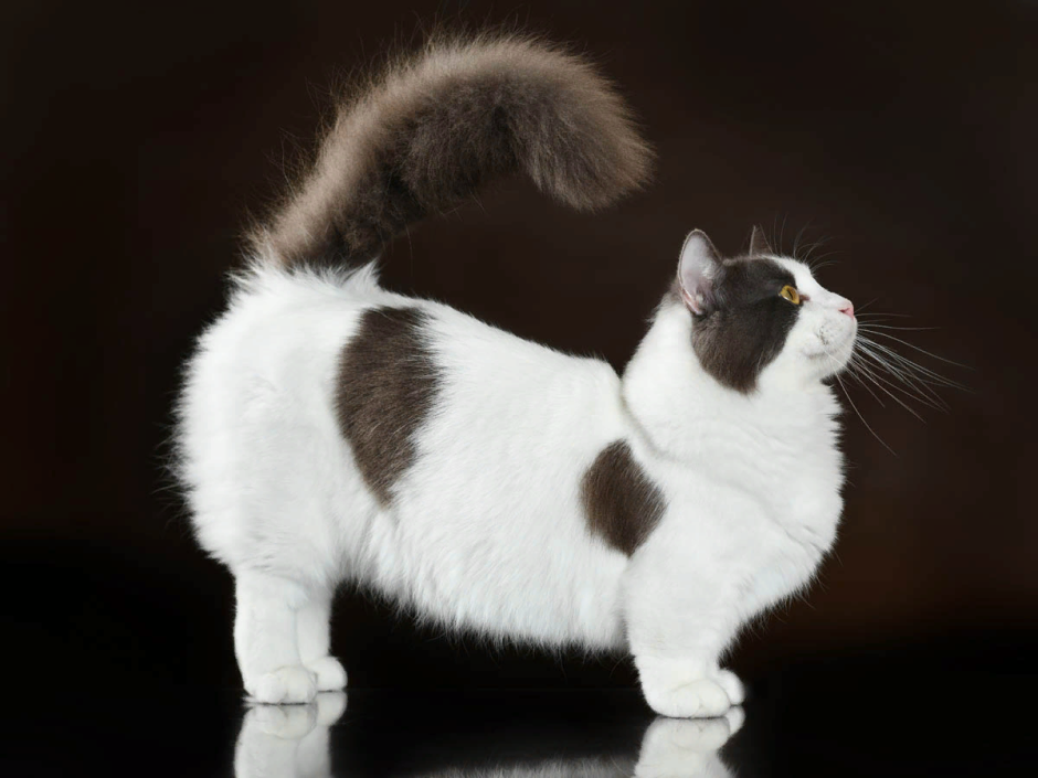 Кошка такса Манчкин