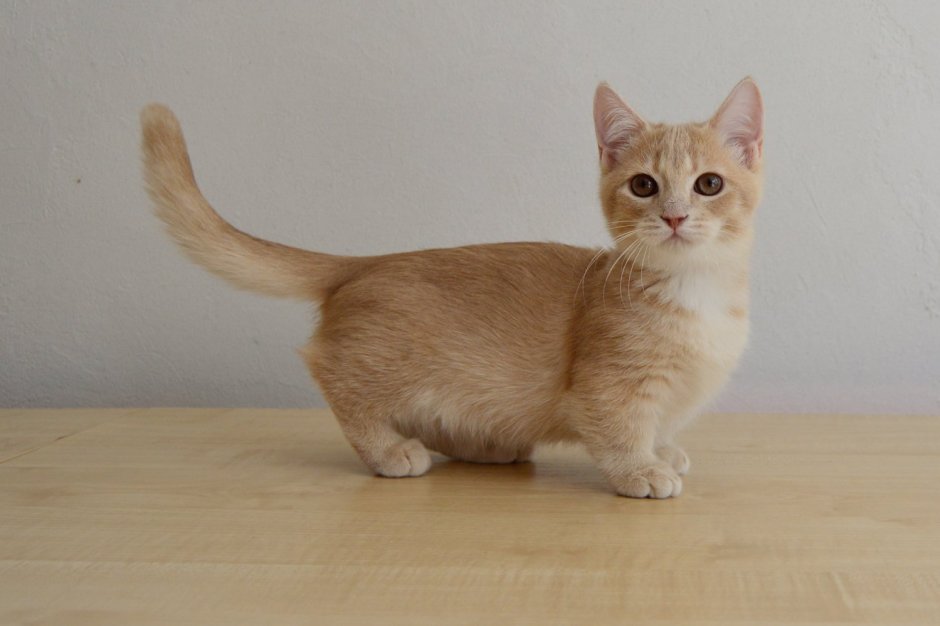 Манчкин кот короткошерстный