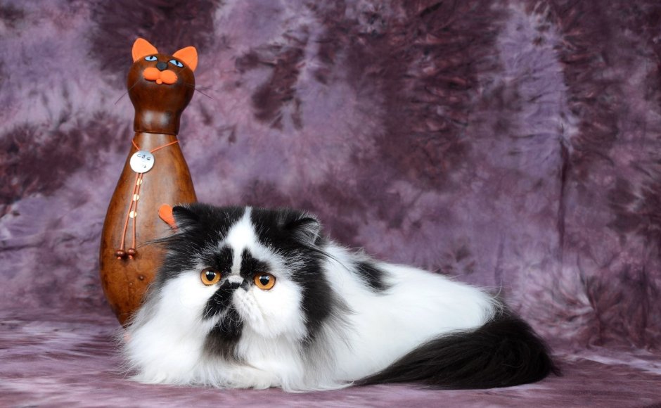 Персидский кот пятнистый