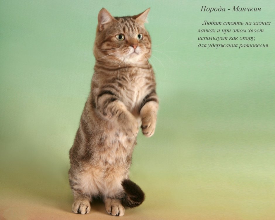 Манчкин на задних лапах