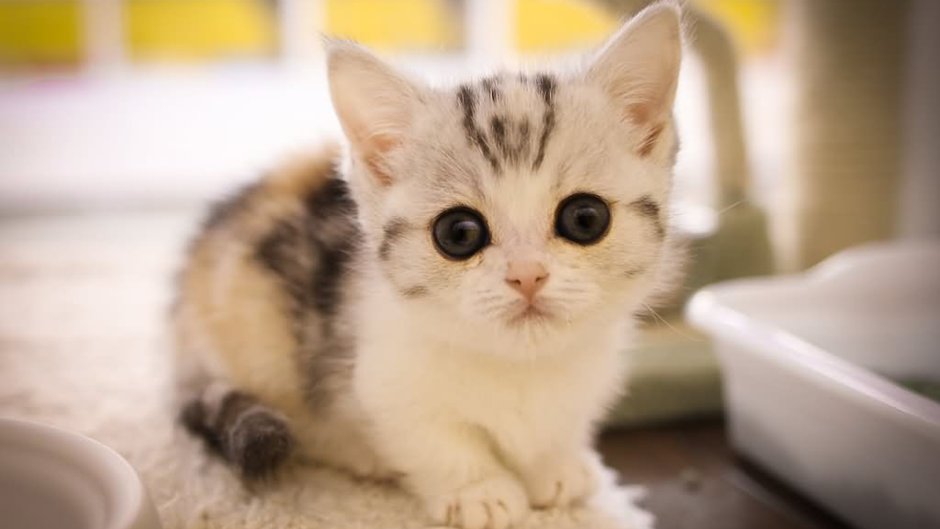Манчкин котята