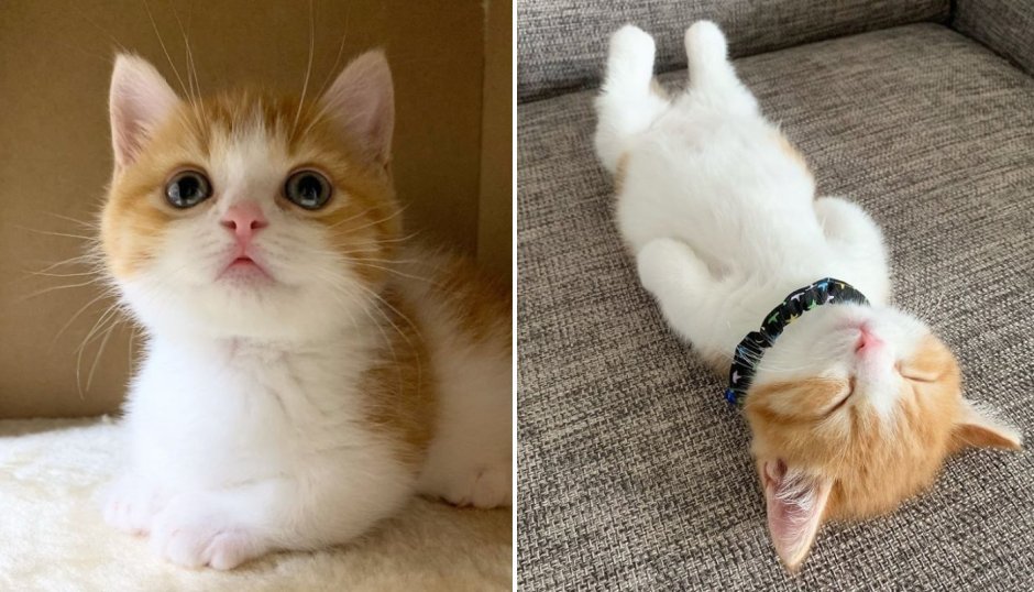Манчкин кот смешной
