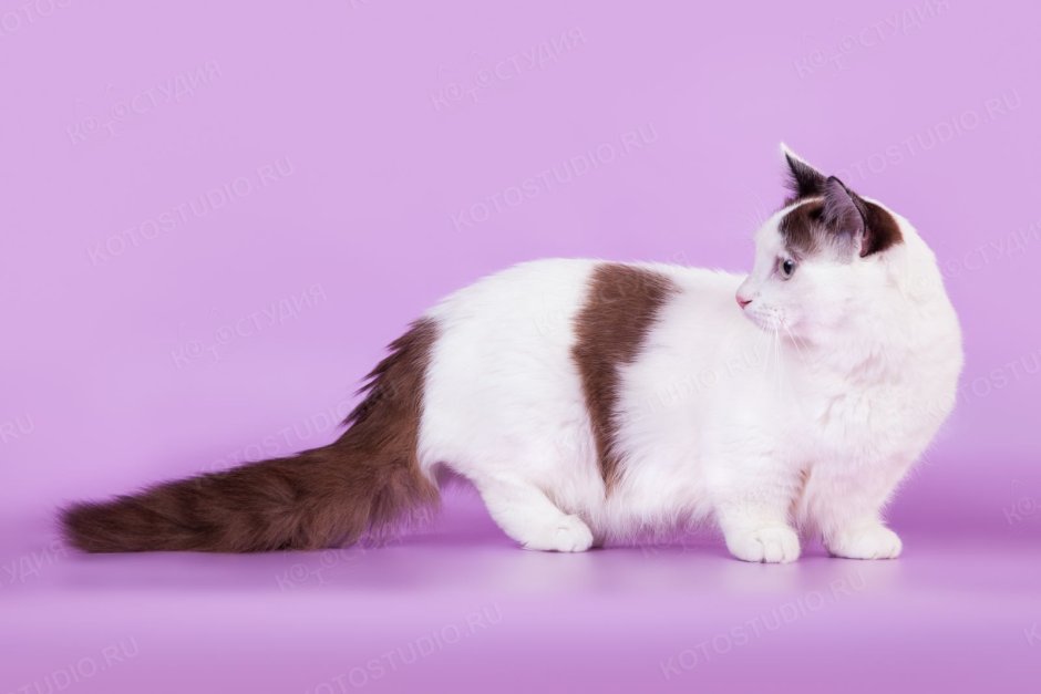 Кошка такса Манчкин