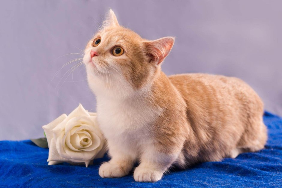 Коты породы Манчкин
