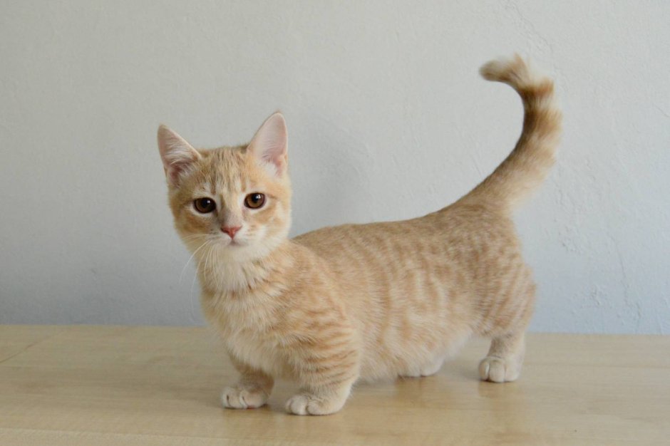 Коты породы Манчкин